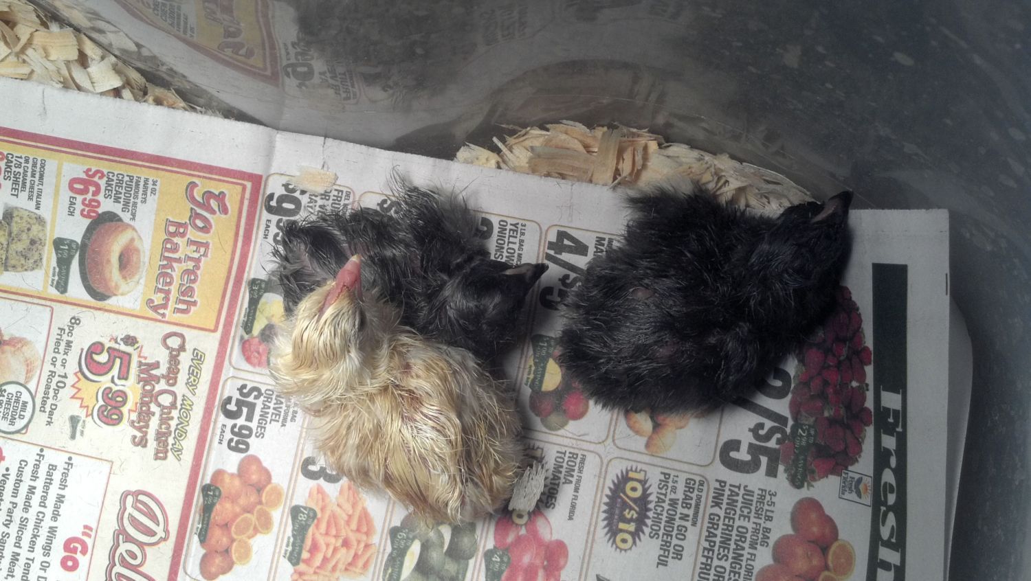 IMG Do the Chicky shake!!! I have some OE hatching!